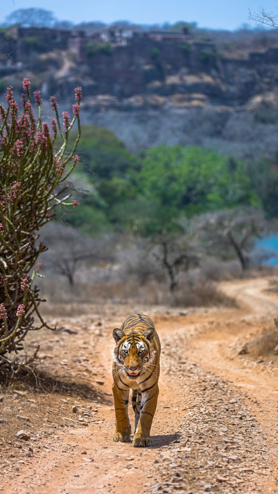 Tiger's walk - Unknown
